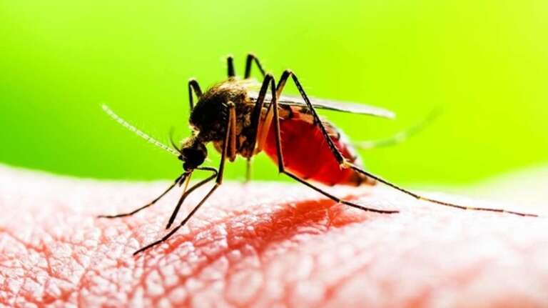 EMERGENZA DENGUE – MALATTIA VIRALE TRASMESSA DALLE PUNTURE DELLE ZANZARE