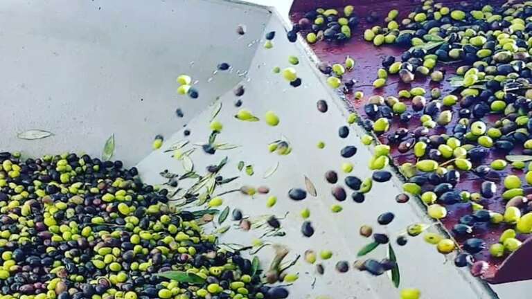 DOMENICA NEGLI ULIVETI DI CALENELLA, TRA IL MARE E LA CAMPAGNA DI VICO