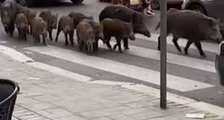 FALLUCCHI: SODDISFATTA PER L’AMPLIAMENTO CALENDARIO VENATORIO PER LA CACCIA AL CINGHIALE