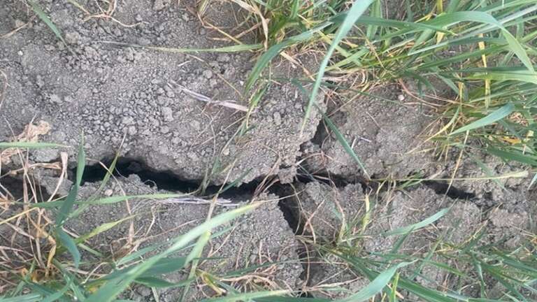 PUGLIA. SICCITÀ, RACCOLTI DIMEZZATI