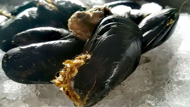 GUARDIA DI FINANZA: SEQUESTRATI OLTRE 11.000 CHILOGRAMMI DI COZZE