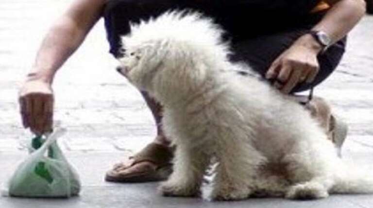 VICO, EMANATA ORDINANZA SU OBBLIGO DI RIMOZIONE DELLE DEIEZIONI CANINE