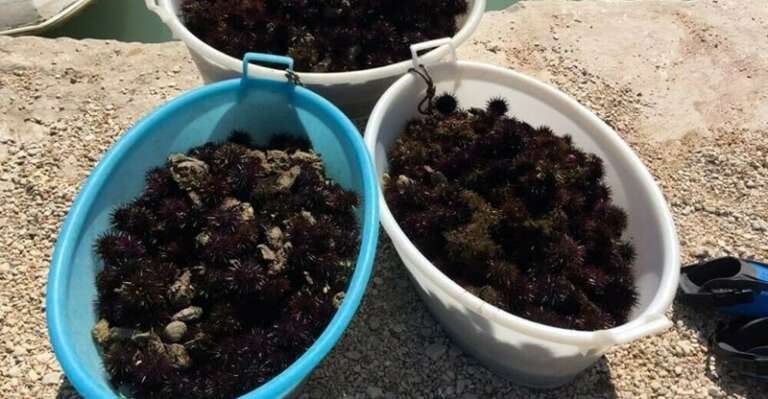 SEQUESTRATI OLTRE 1.500 RICCI PESCATI DI FRODO