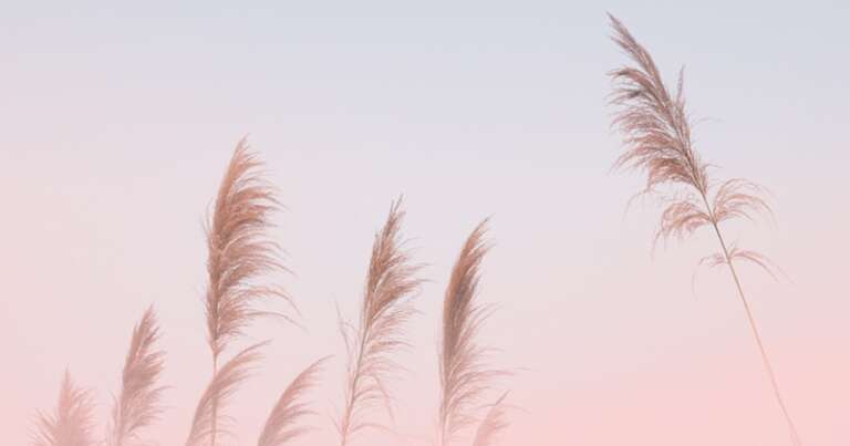 LA POTENZA DELLA DELICATEZZA CONTRO LA VIOLENZA