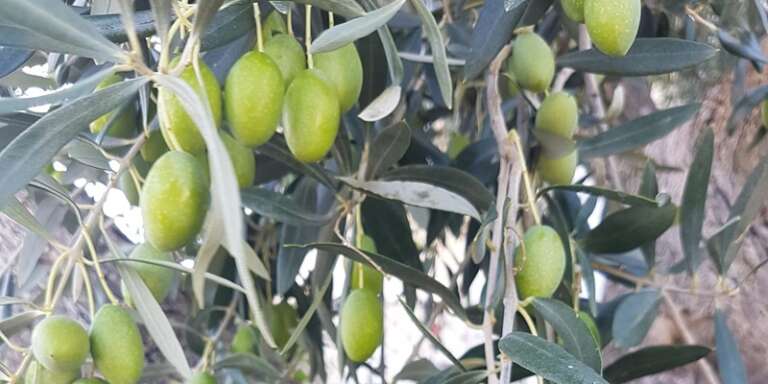 ORSARA DI PUGLIA APPROVA L’ADESIONE ALLE CITTA’ DELL’OLIO