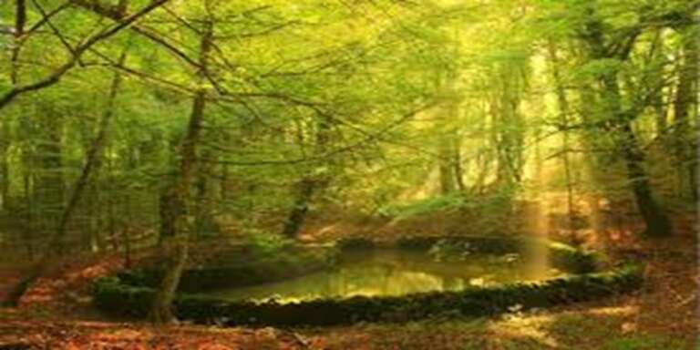 LA LEGGENDA DEL REGISTRO ANTICO E DEL CUORE VIBRANTE DELLA FORESTA UMBRA