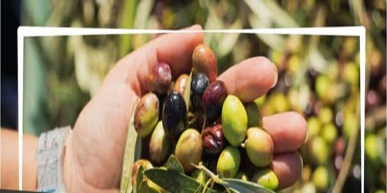 PREMITOUR 2025: LA CAPITANATA CELEBRA L’ECCELLENZA DELLE SUE OLIVE