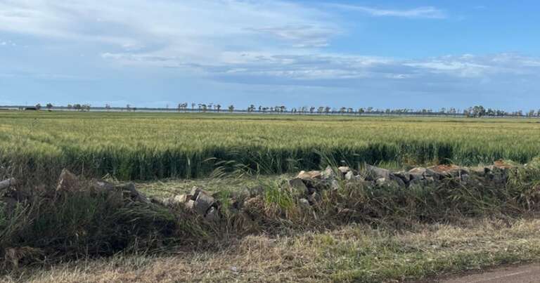ASP DR VINCENZO ZACCAGNINO, PRRESENTAZIONE CAMPI DIMOSTRATIVI DI FRUMENTO DURO