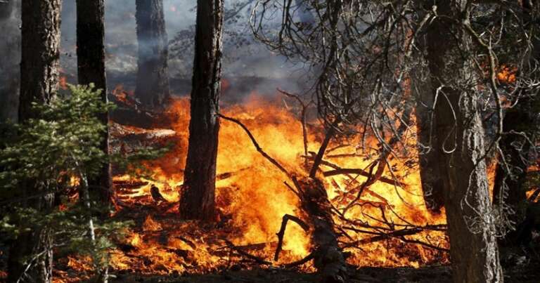 PREVENZIONE E CONTRASTO AGLI INCENDI DA PARTE DEI CARABINIERI, 1 ARRESTO, 11 PERSONE DEFERITE E 150MILA EURO DI SANZIONI