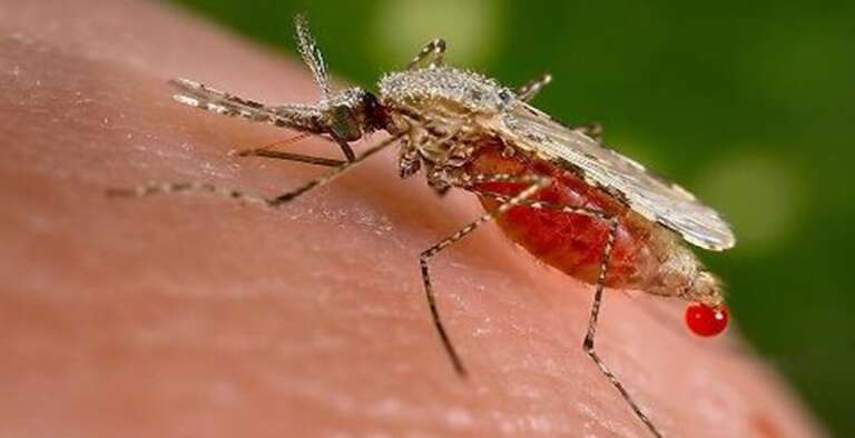 ASL FOGGIA “IL WEST NILE VIRUS NON SI TRASMETTE DA PERSONA A PERSONA E NON CONTAGIA GLI ALIMENTI