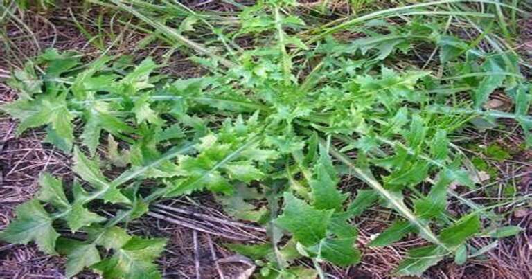 I CASCIGN’ (GRESPINO) NELL’ATLANTE DEI PRODOTTI TRADIZIONALI DELLA PUGLIA