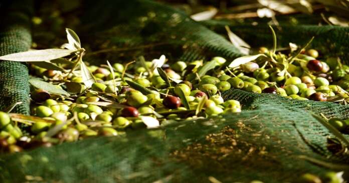 olive ph08