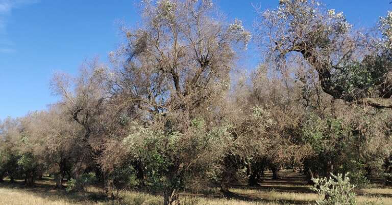 A CAGNANO VARANO ABBATTIMENTO DI 47 ALBERI ULIVI COLPITI DALLA XYLELLA